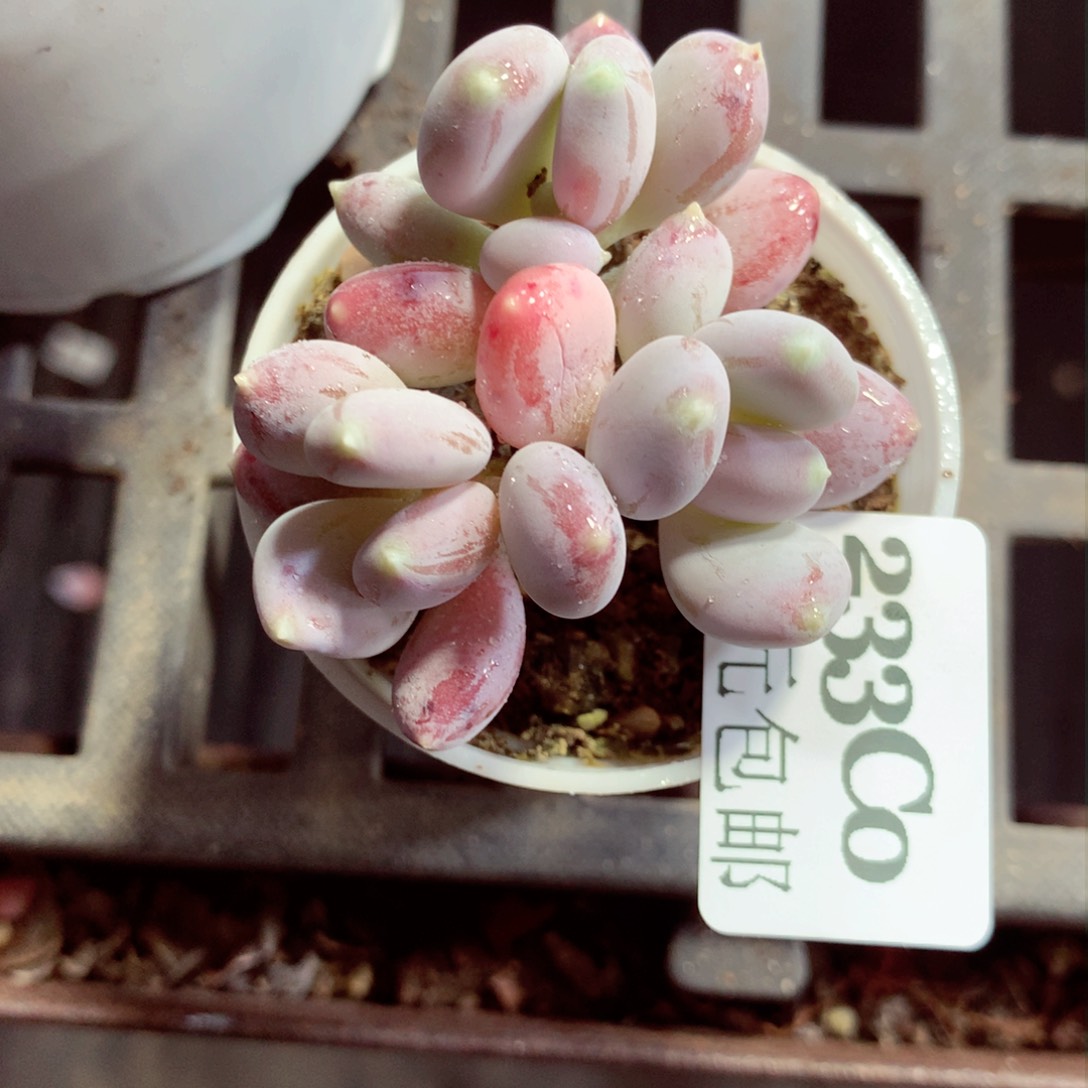 5厘米盆精控多肉233