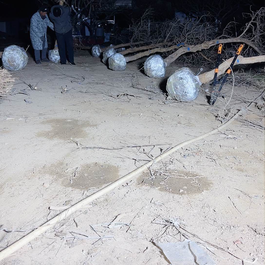 无花朵健健康康快快乐乐