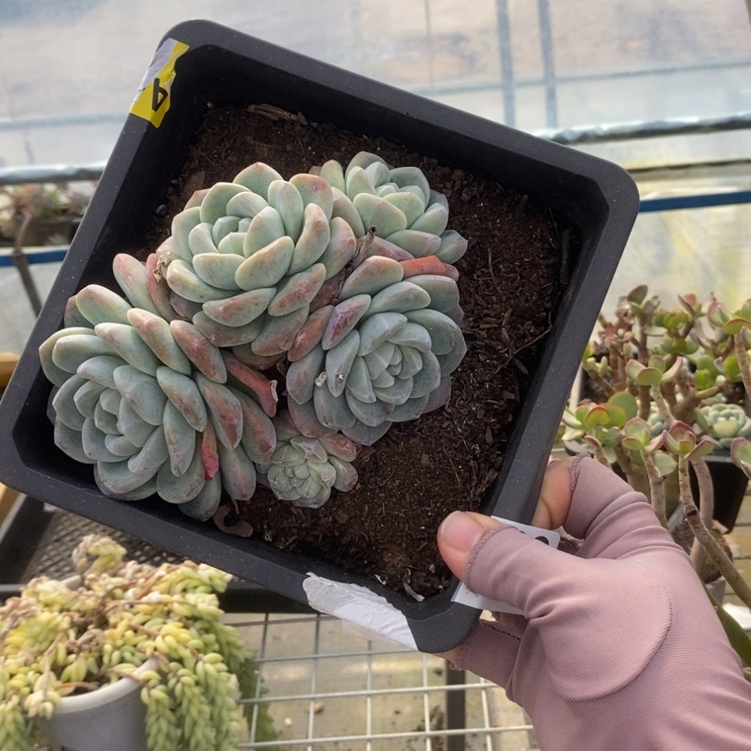 5732冰玉多头一物一拍