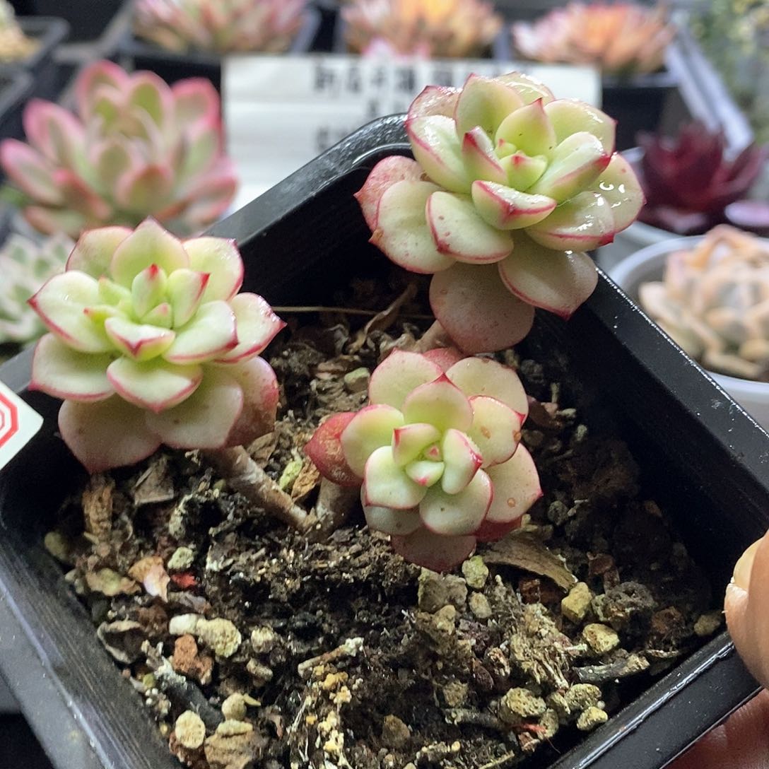 2171探戈锦多肉植物