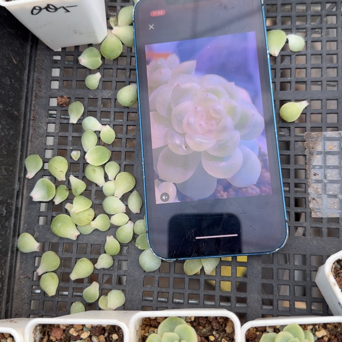 Q Q5叶子一个一个新床满25包邮