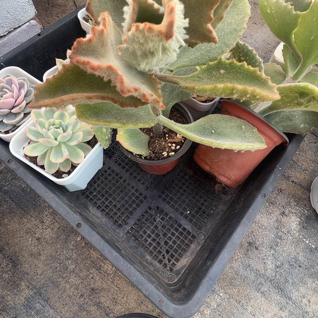 佳***乐多肉植物多肉植物