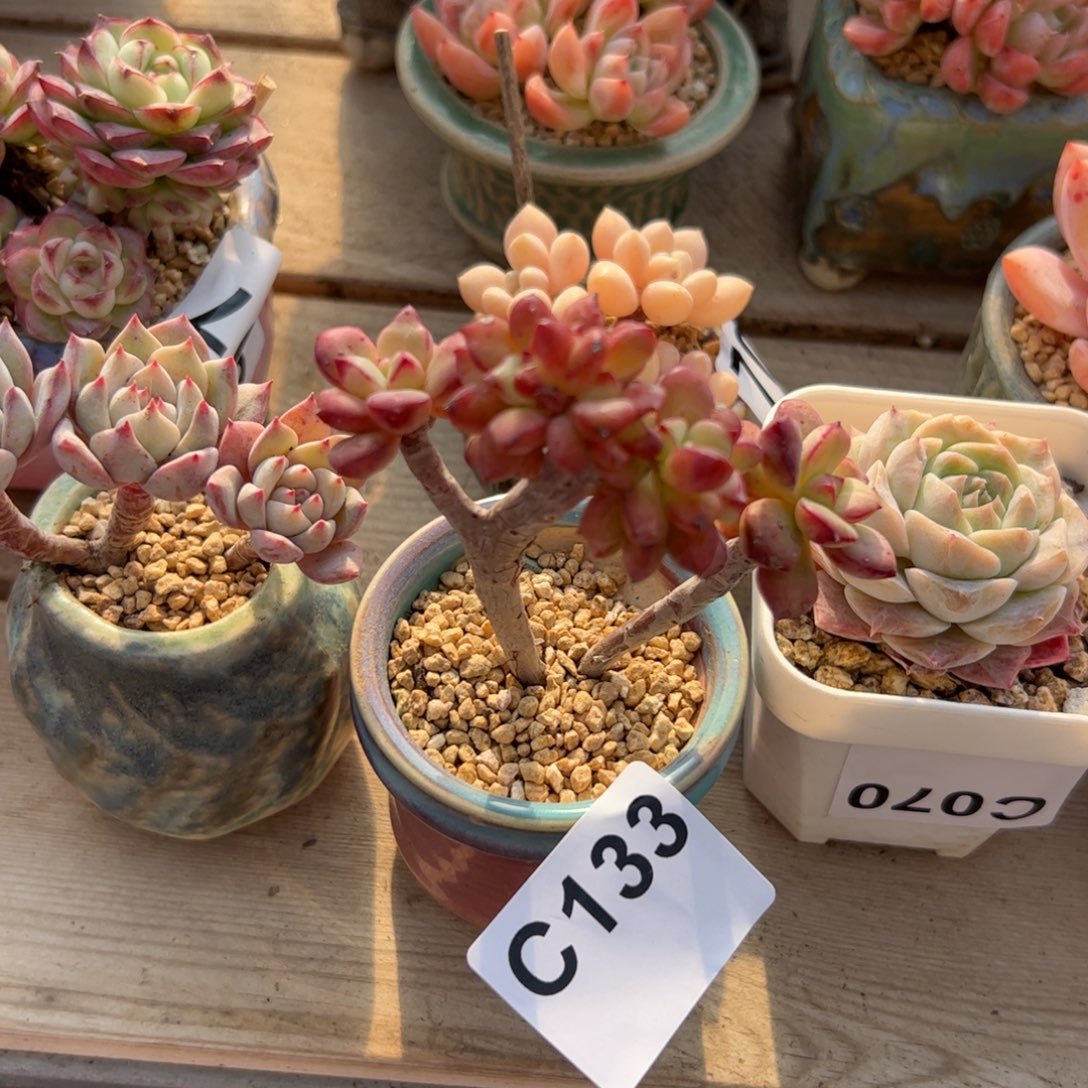 ****ᵔ133 满38包邮一物一拍