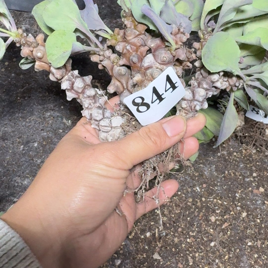 蛮鬼塔块根多肉植物