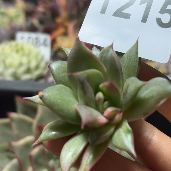 头盖多肉植物满18包邮