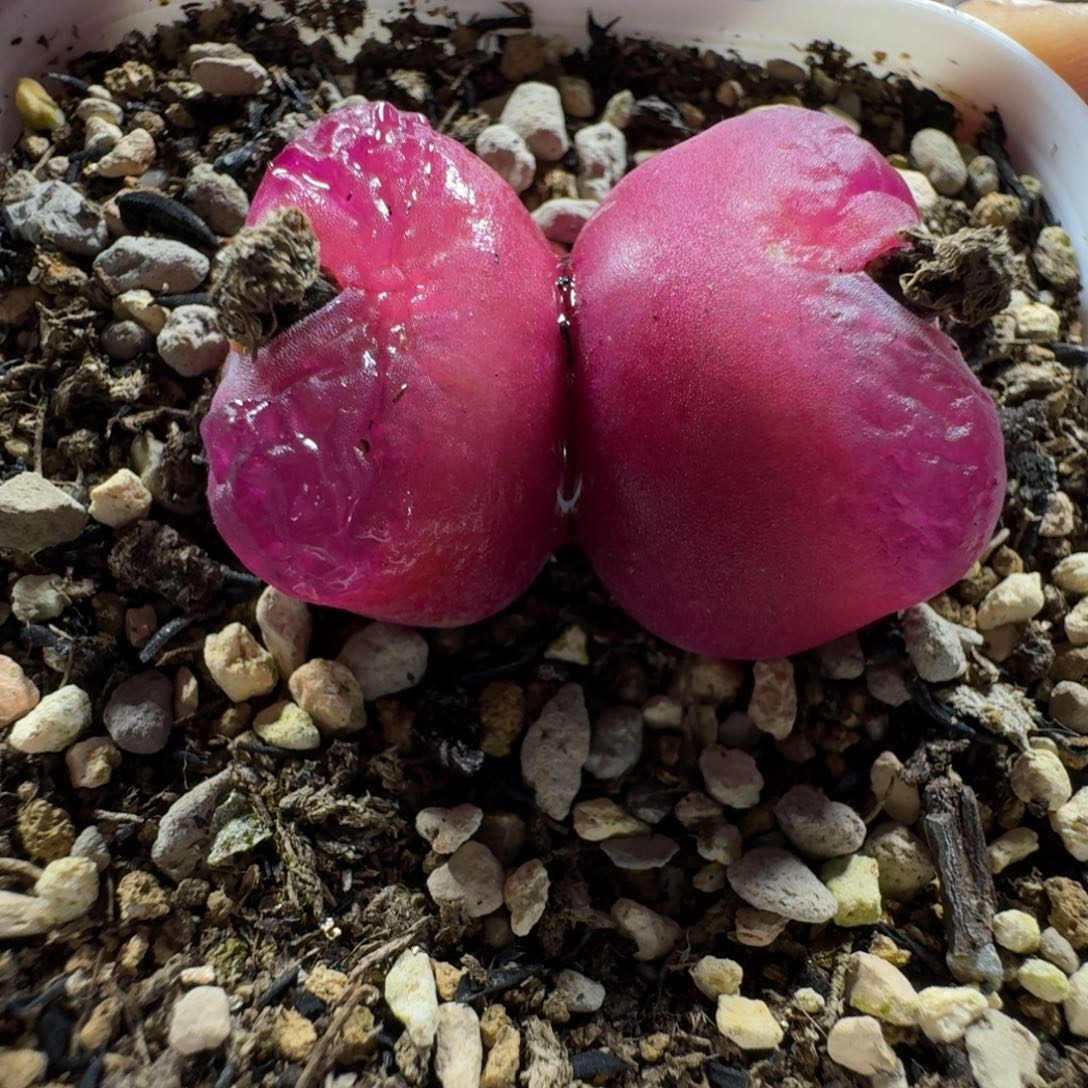 2763。仙气飘飘的一颗毛毛