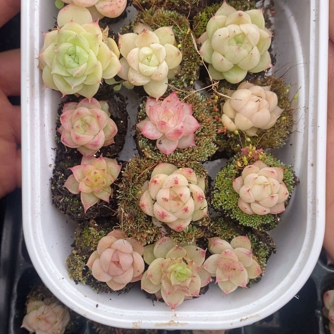 阿****）2-139 新疆西藏内蒙不发其他一单包邮两到三公