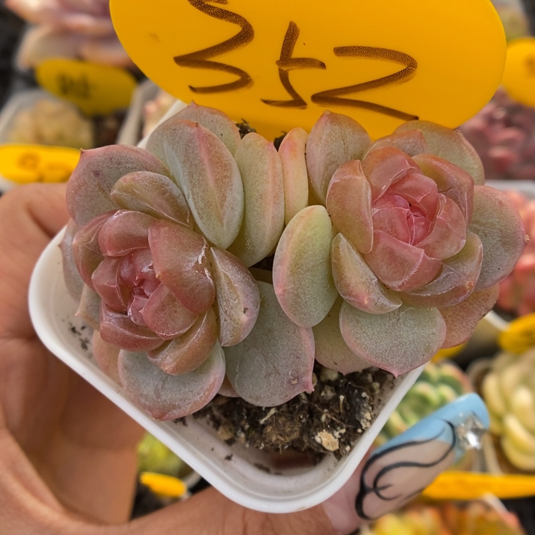 粉钻心珍妮352号。    