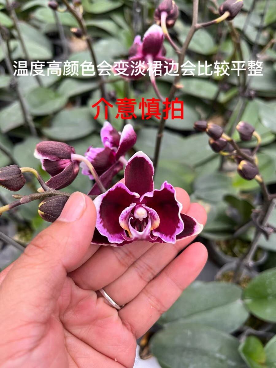 网红品拉丁舞裙苗子半成熟苗不爆跟《中花型》蝴蝶兰盆栽花卉兰花