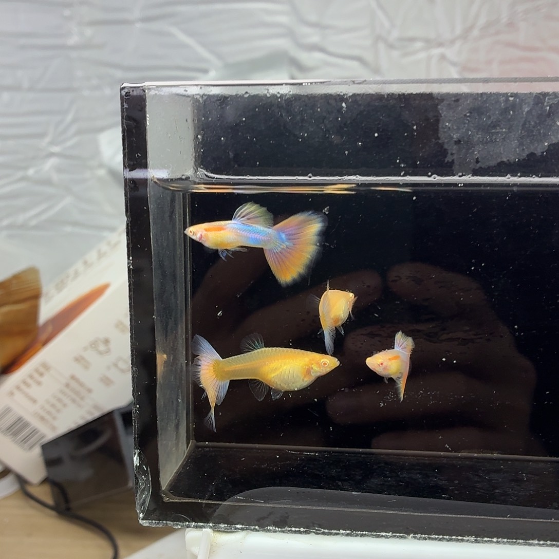 孔雀鱼天使彩虹五条