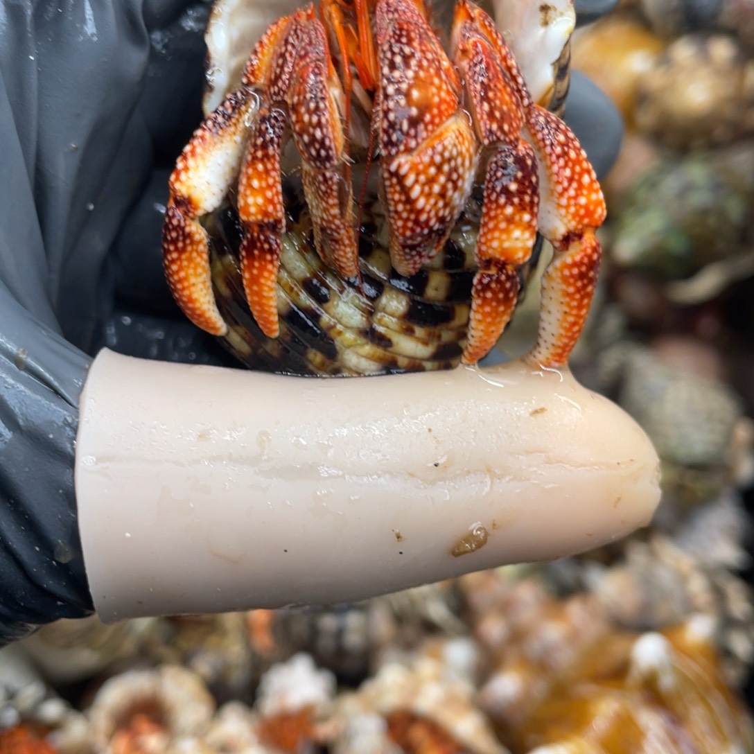 不退不换活体宠物127