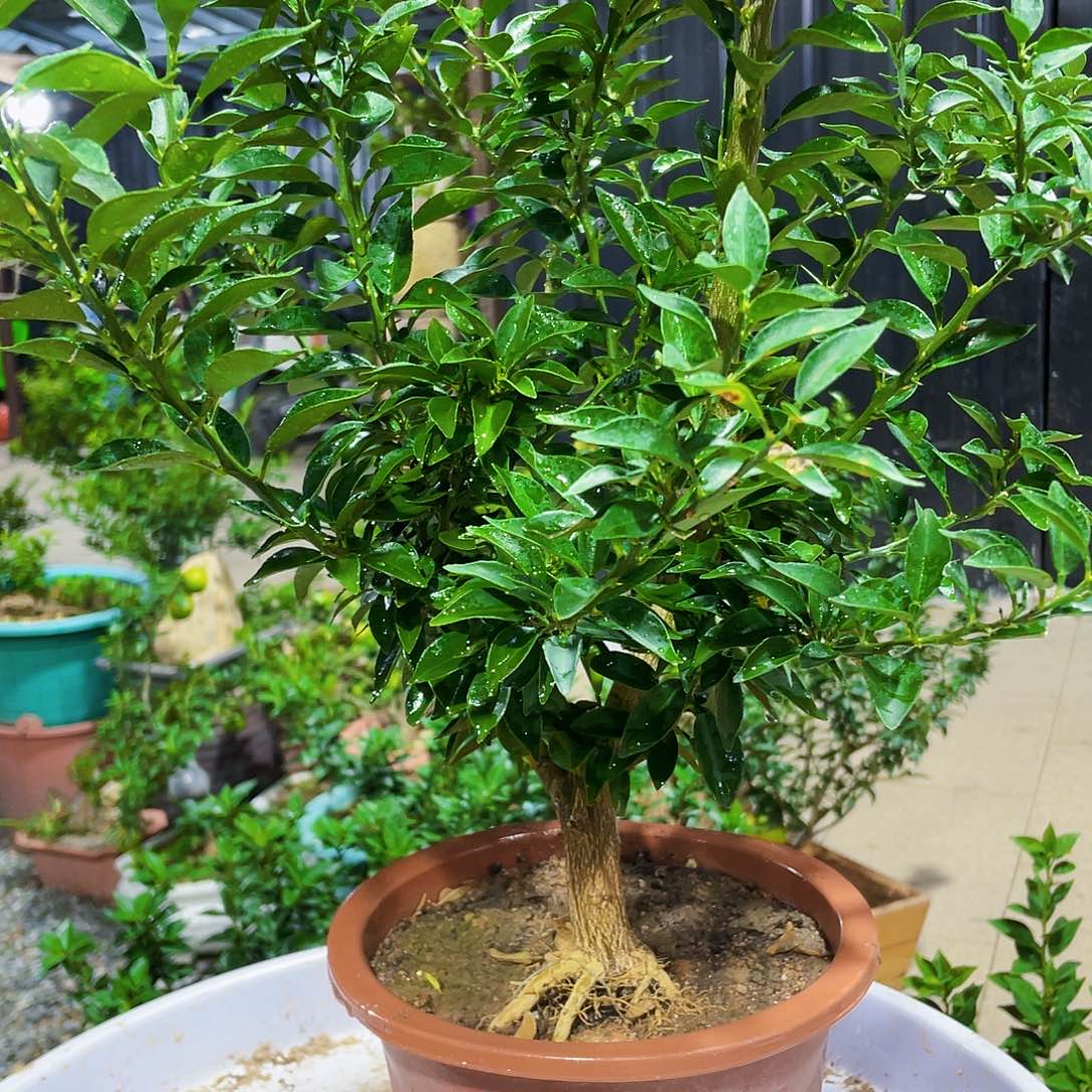 完全开放坏八房柑八房柑