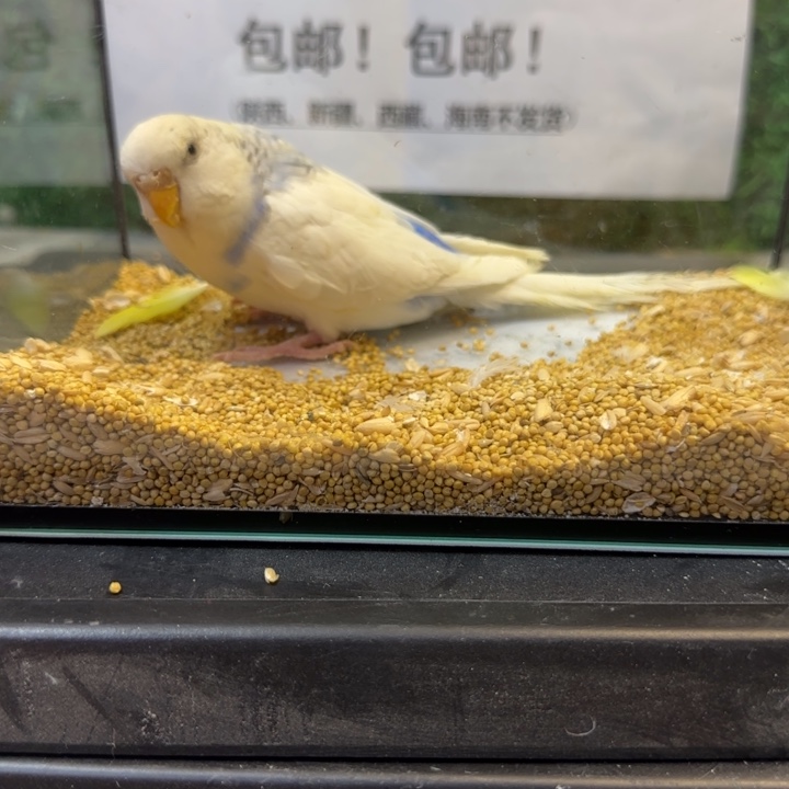 虎皮鹦鹉大头虎皮鹦鹉