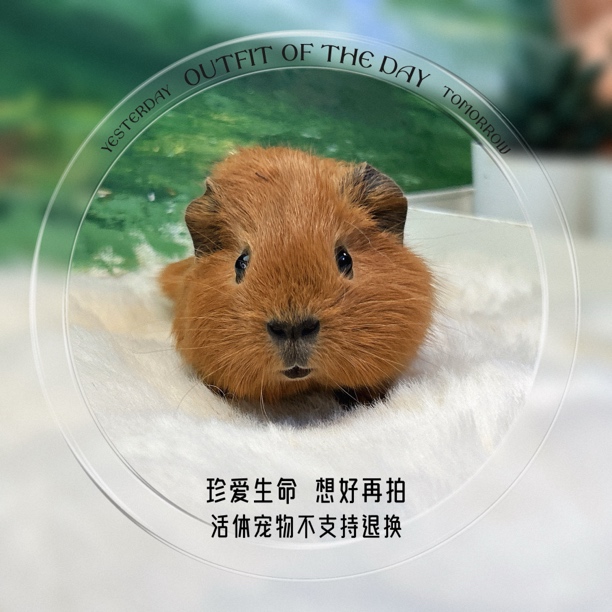 红棕色加州弟弟 荷兰猪 豚鼠 包邮包风险
