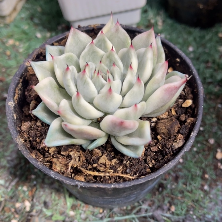 秋可园艺 玉腰奴锦覆轮锦