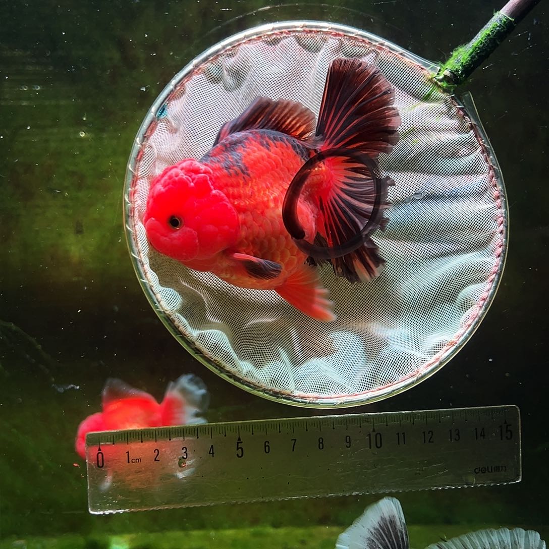 金鱼冷水金鱼百褶泰狮