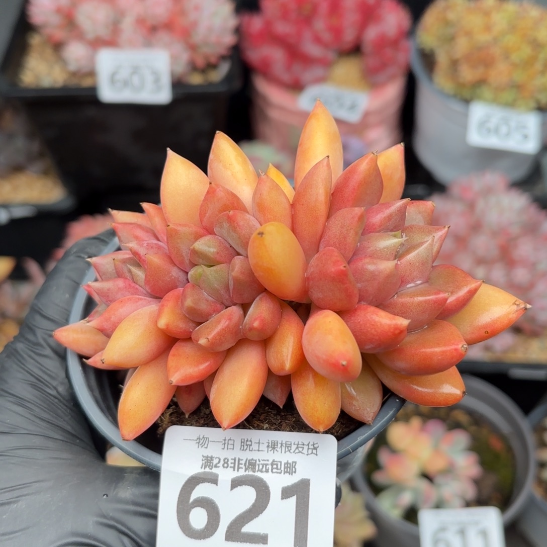 红象牙无盆土发货