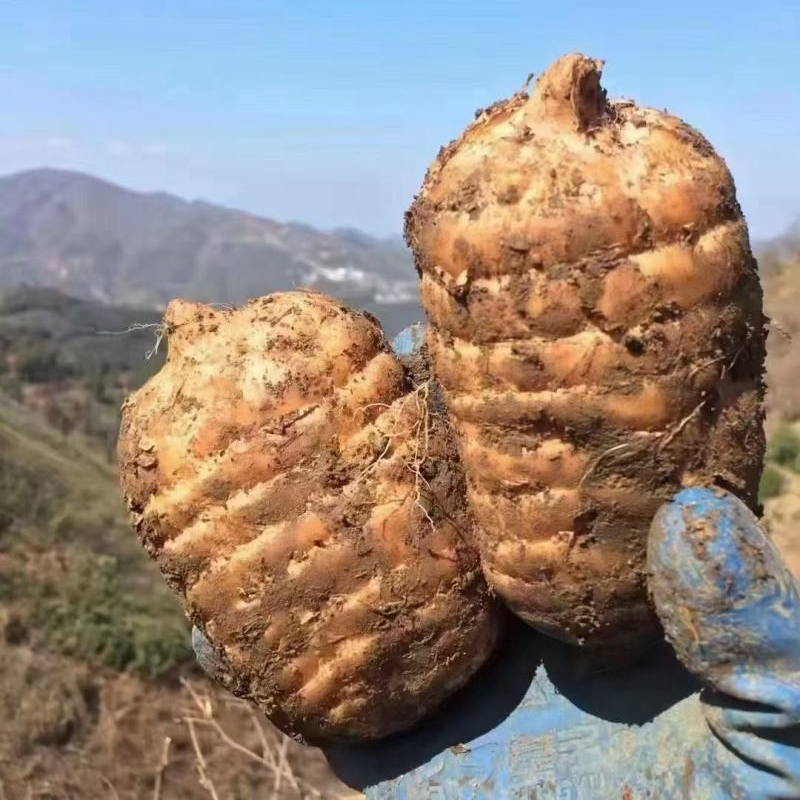 【小草坝天麻】精选品质 干货