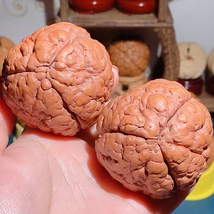 野生三瓣脑纹大金刚5765