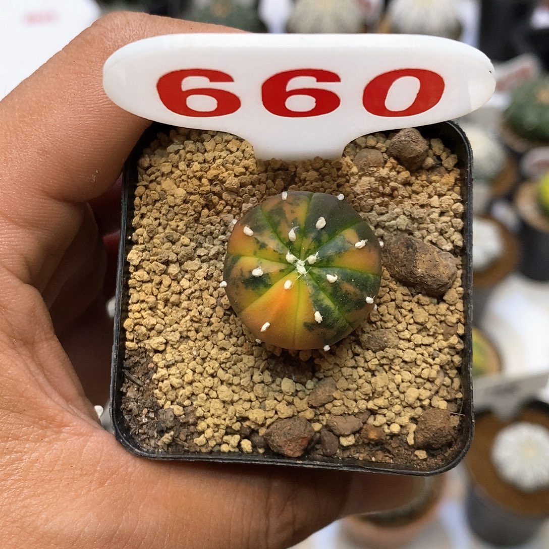 660福利特价来了哦