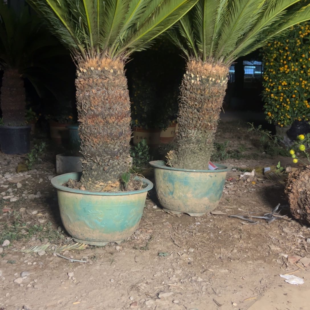 大部分花苞少量开放