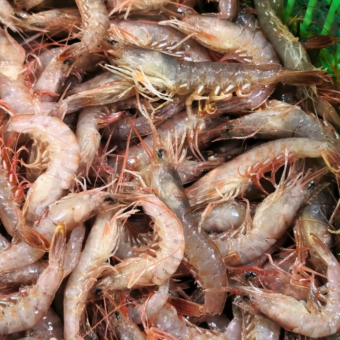 大连灯笼红虾，海捕鹰爪虾会有软壳，保鲜不保活，冰袋冰鲜发货