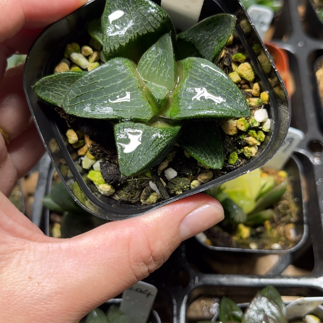 230原始冰河寿一物一拍