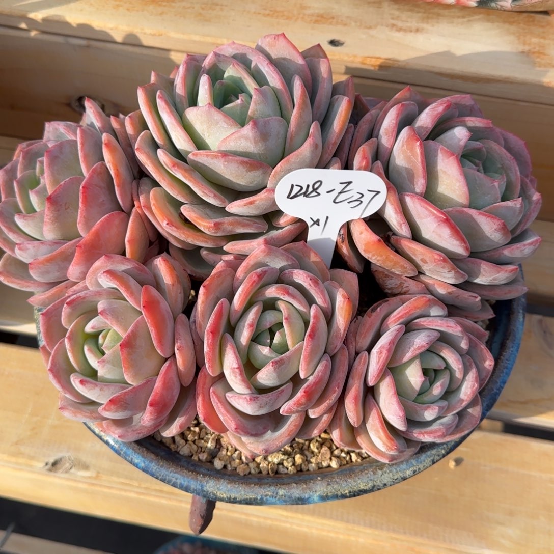 张***七E37寄养阿啊阿啊阿啊