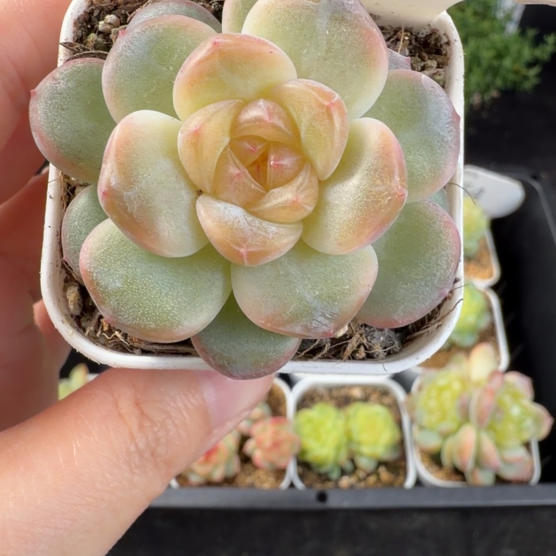 欲仙单头一颗55号