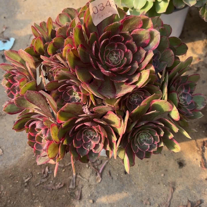 粉花妖多肉处理不包断头0343
