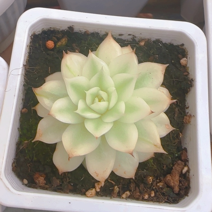 黑水晶锦多肉植物好看