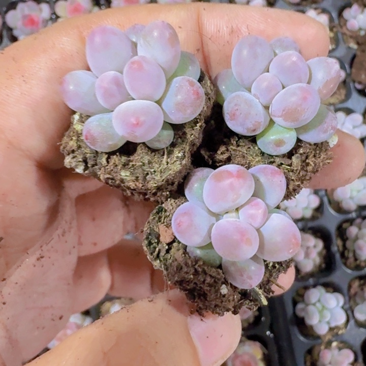 韩版汤圆五颗一组