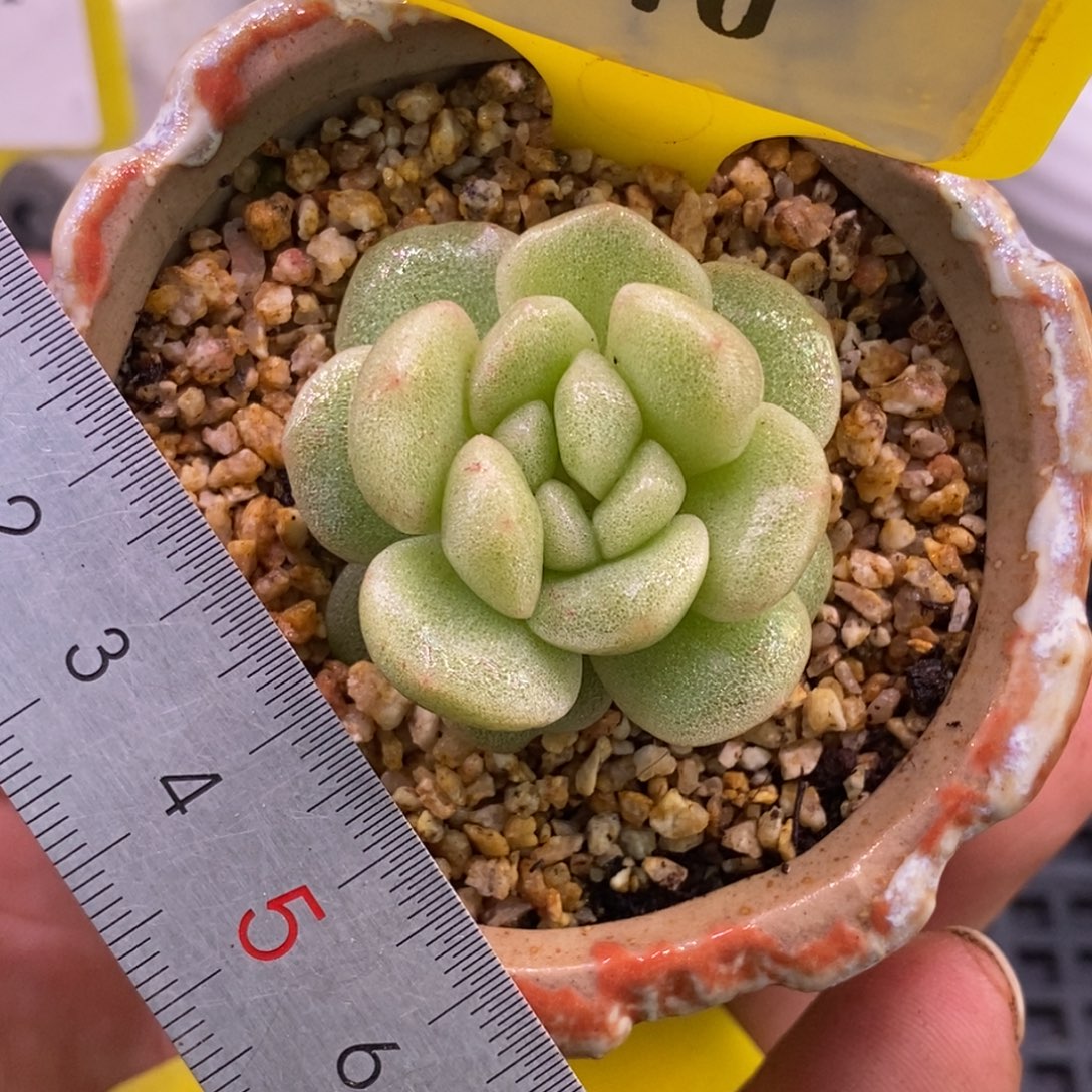 170特，冰玉石化朵缀福利…………