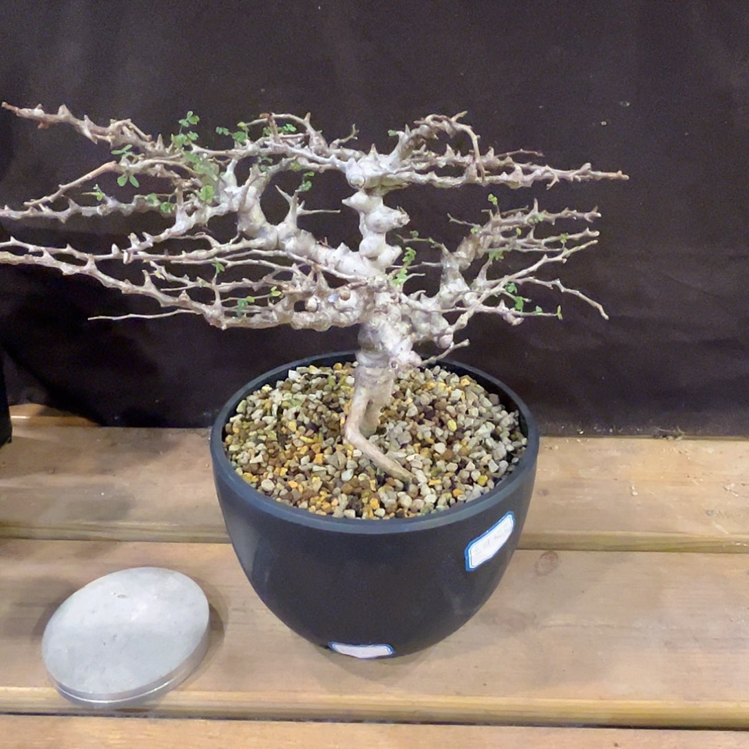 汤圆植物念珠橄榄原价13800