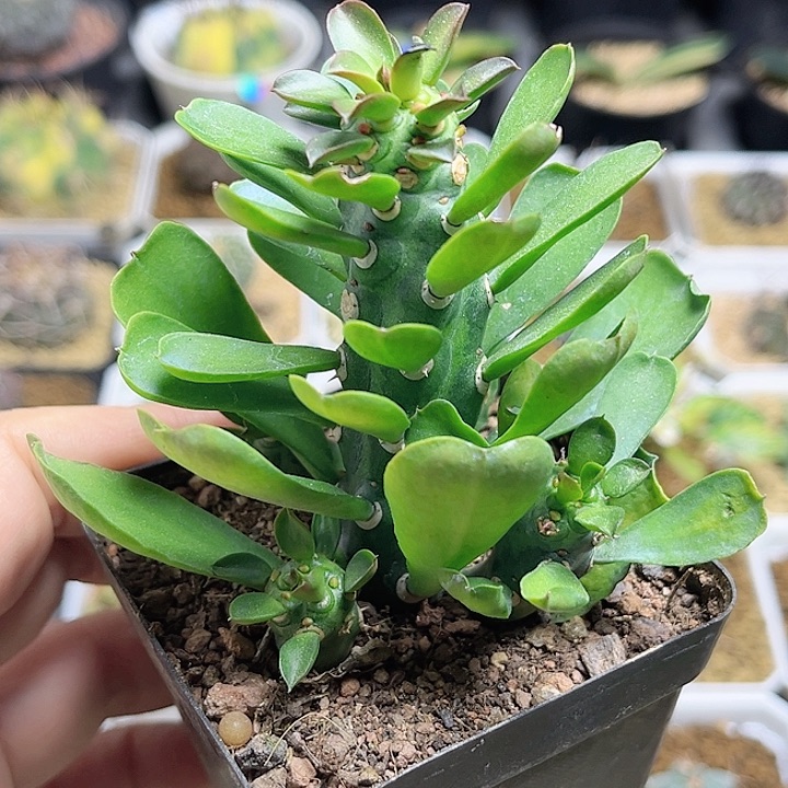 猪鼻子大戟一颗一物一拍