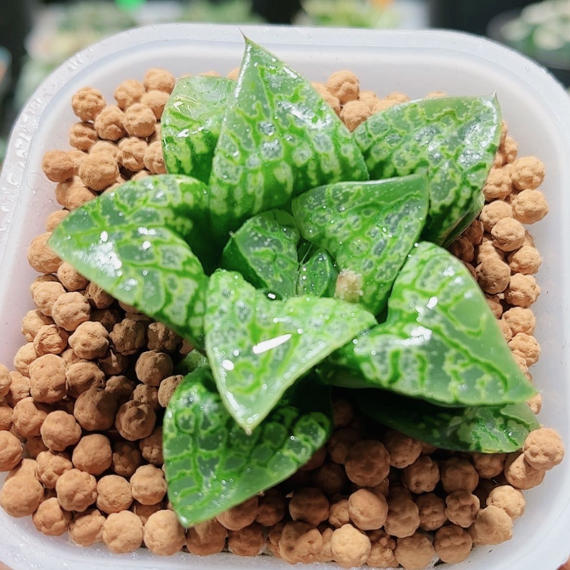 【闪购商品】假面舞会