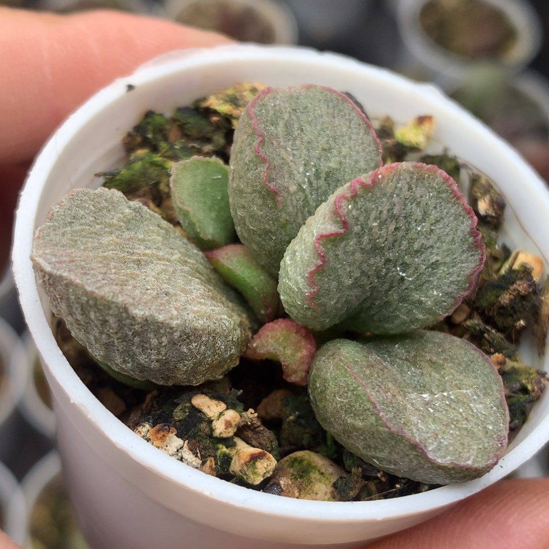 红唇绿宝石 一物一拍