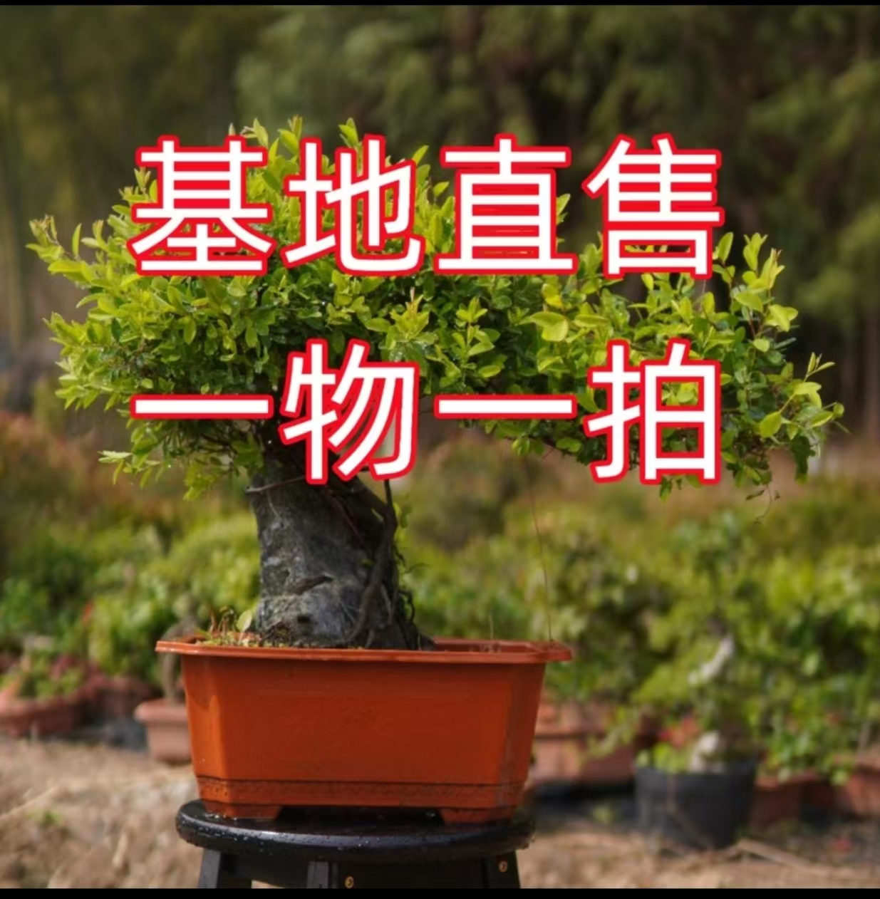 素材小盆景，乱拍随机发