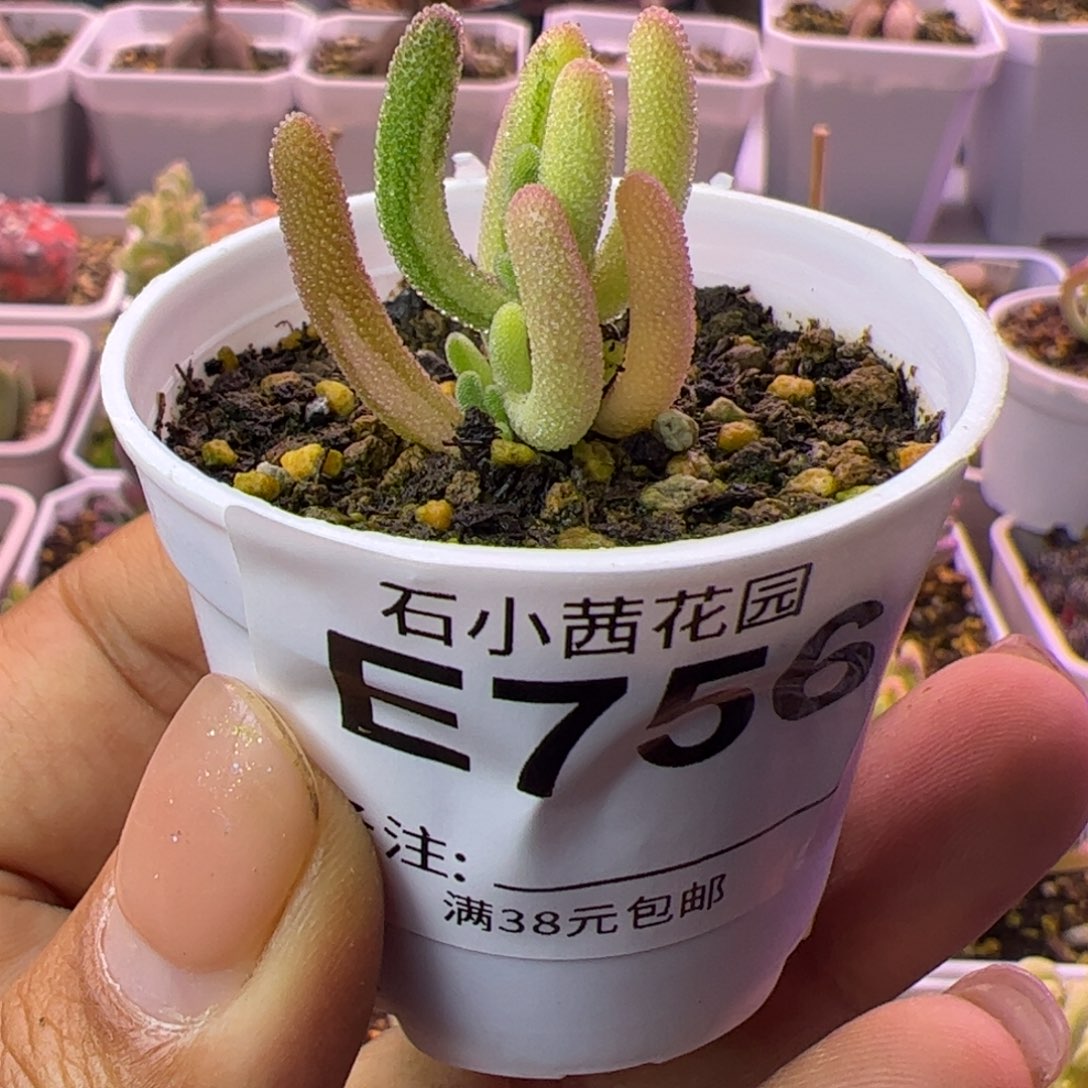 756多肉植物枝干钻石黄锦拉丝锦