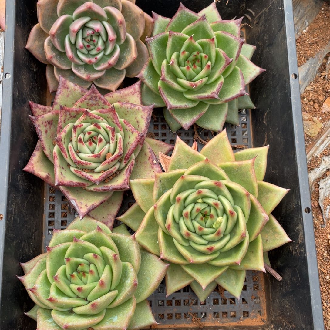 无花朵若如东云筐拍B541