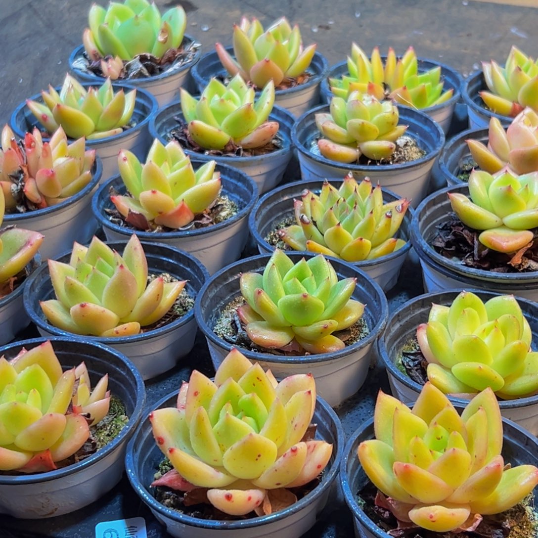 690多肉葡领导人物库资料的