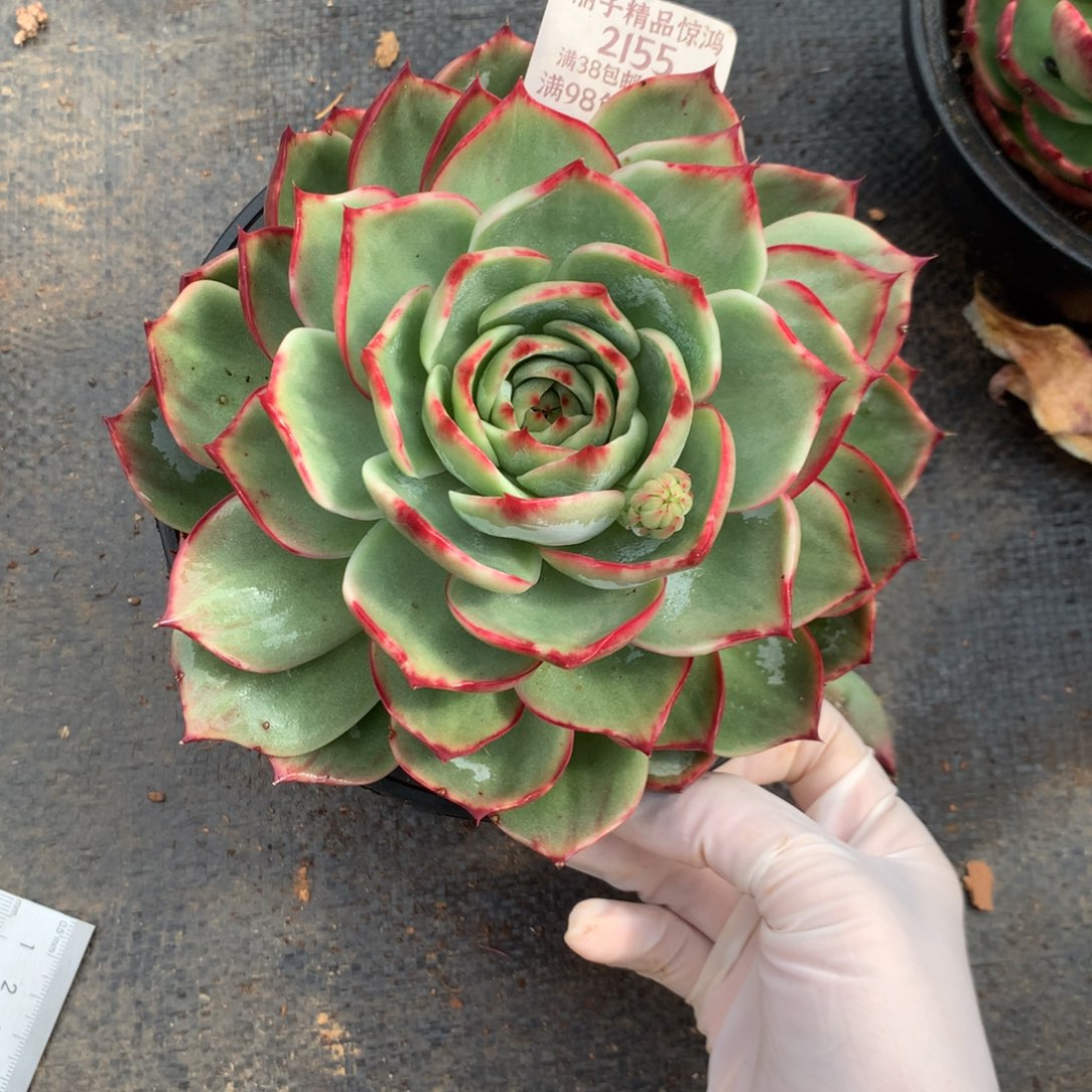 小***一2155号多肉植物惊鸿