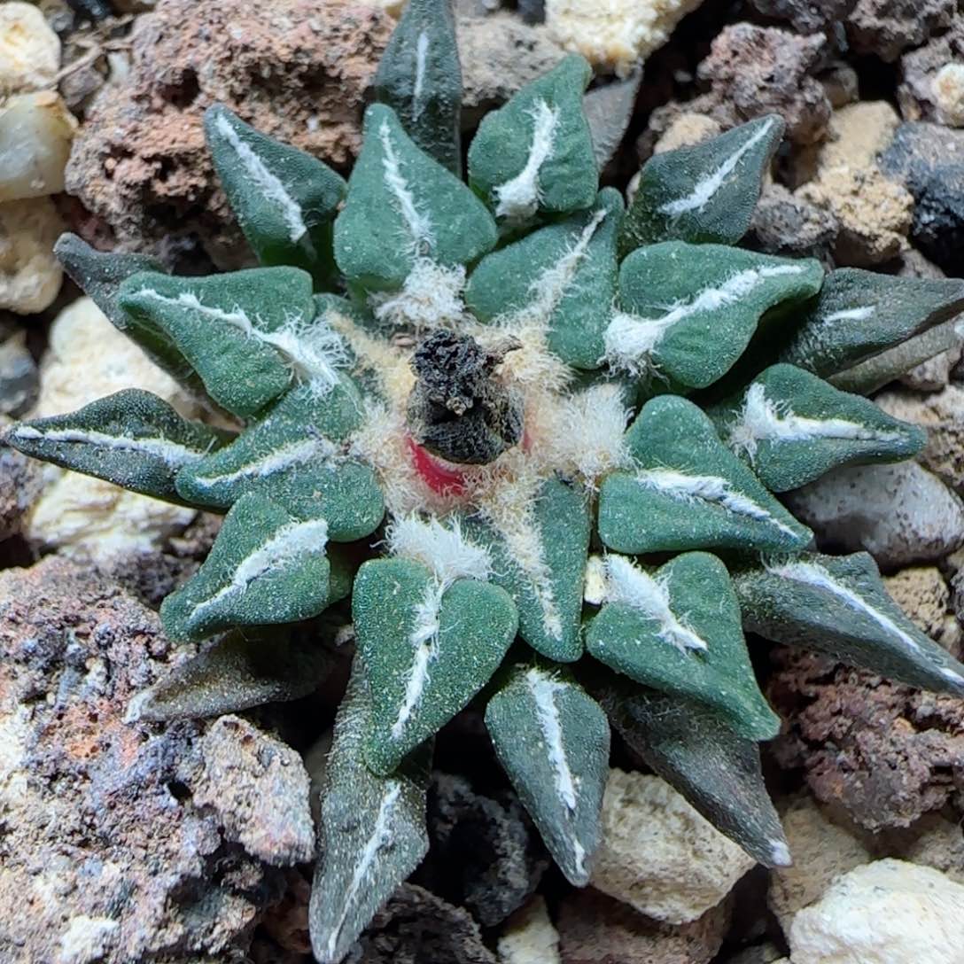 36实生姬牡丹多肉