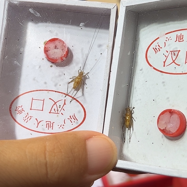 汊口大黄蛉两条包邮