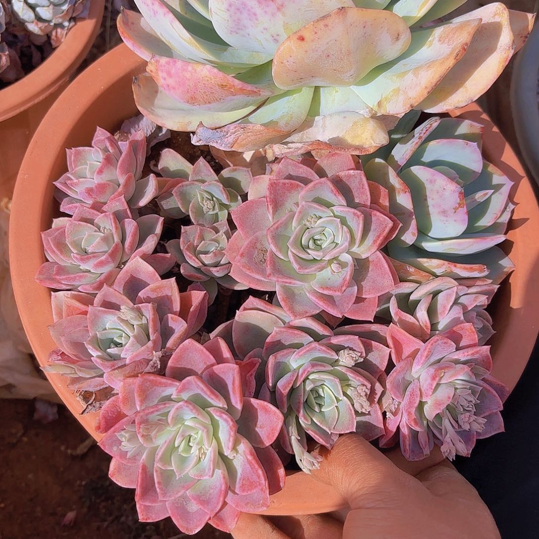 多肉植物，。。。，，。。。。。。。。。