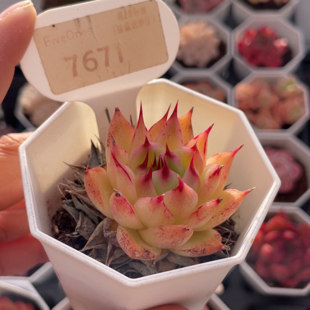 托斯卡内利7671-4.5厘米