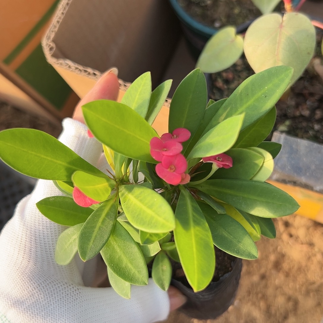 杜呃呃呃呃呃呃哦哦