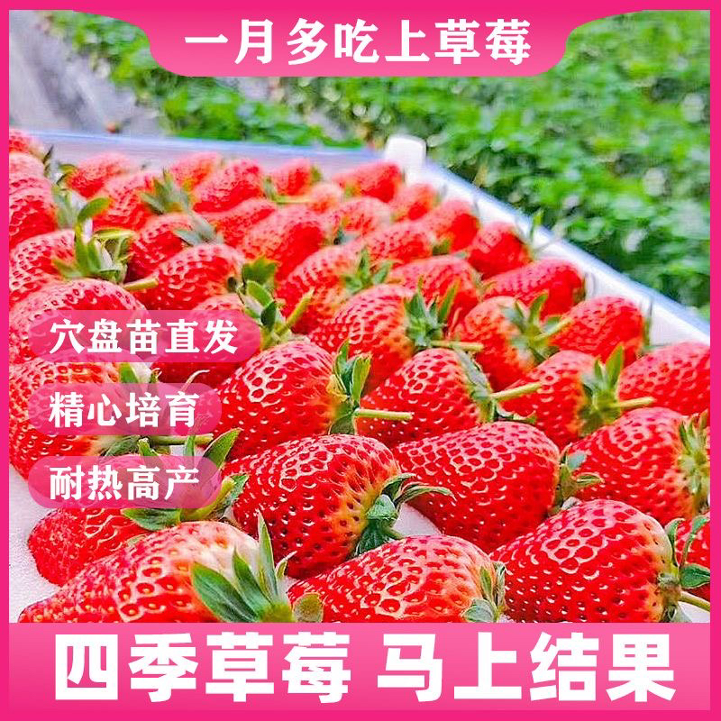 新品种带土家庭阳台盆栽红颜奶油草莓秧苗四季易活大果包活