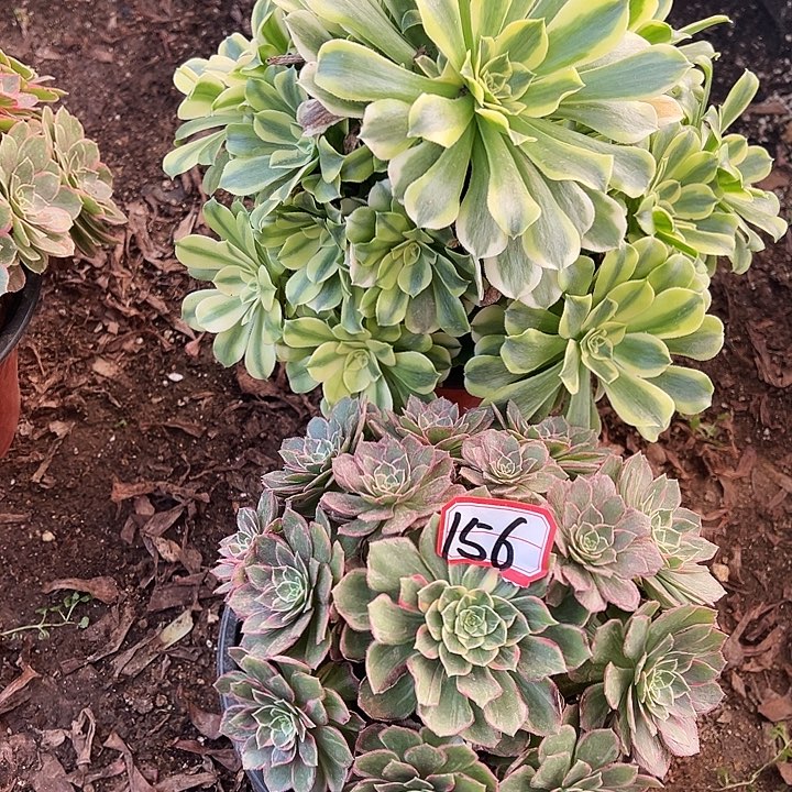 多肉植物156不售后