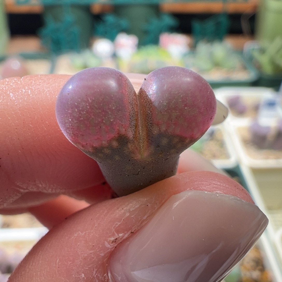 w441-1795cm10。开白花